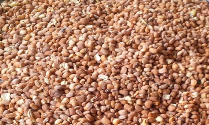 Beans Farmers Refute Claims of Using Cement for Preservation