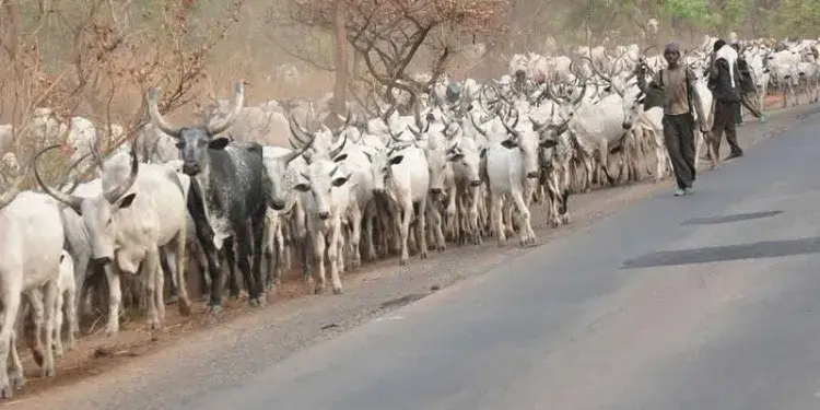 Cattle Rustlers Arrested in Iresa-Adu as Residents Decry Absence of Monarch